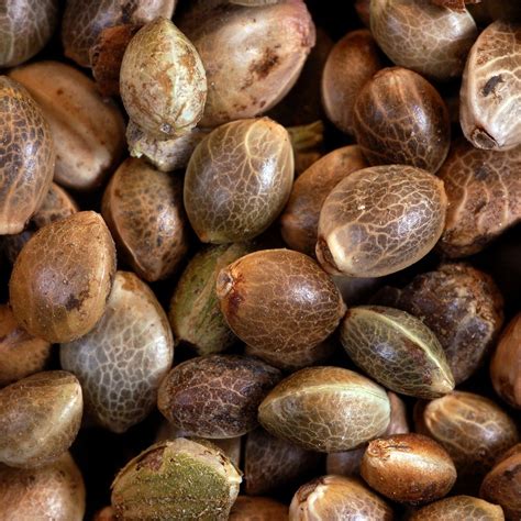 female marijuana seeds for sale.